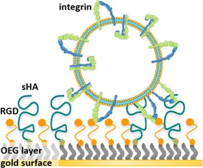 Tuning RGD Motif and Hyaluronan Density to Study Integrin Binding